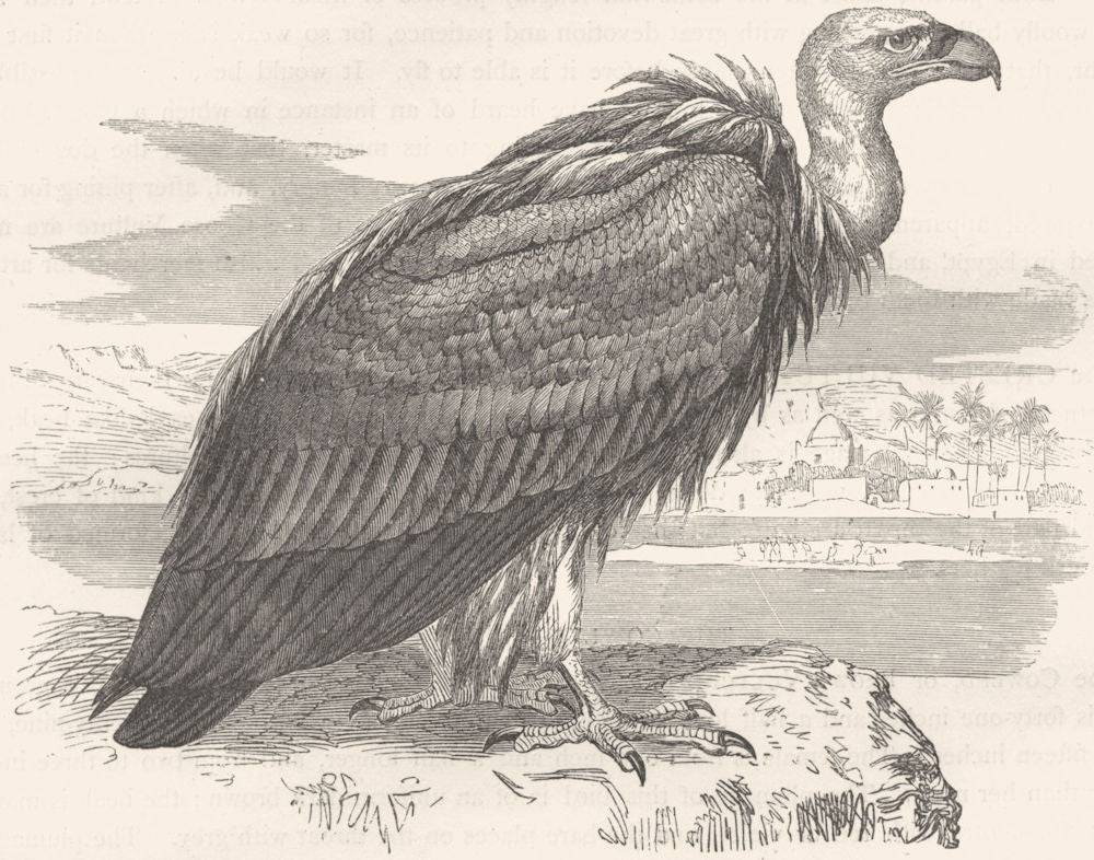 BIRDS. Raptorial. Vulture. Tawny Goose c1870 old antique vintage print picture